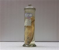 藏品(日本銀身(魚或) )的圖片